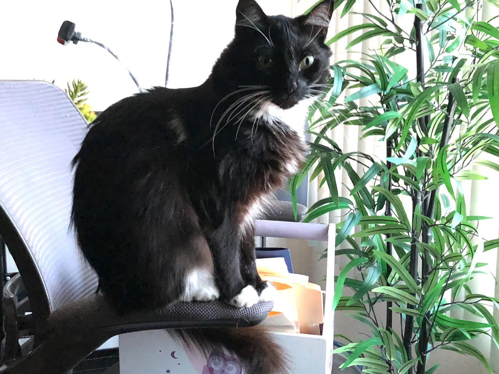 Lost cat in Pacifica, CA, 94044