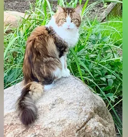 Lost cat in Hilliard, OH, 43026