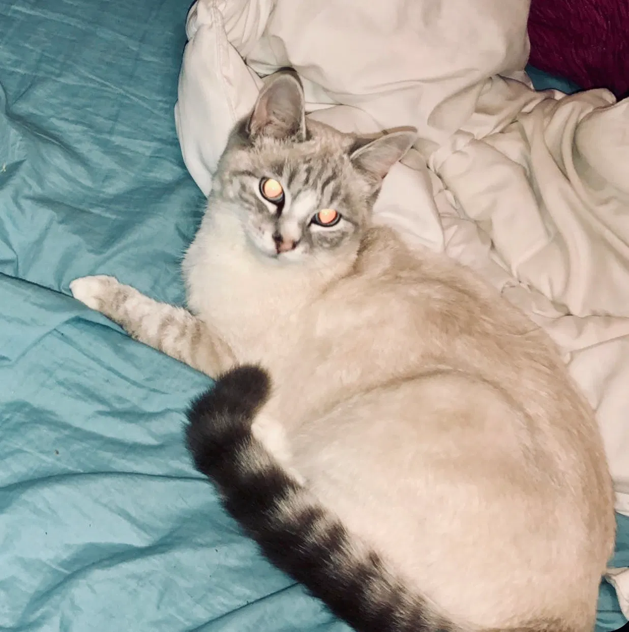 Lost cat in Abingdon, VA, 24211