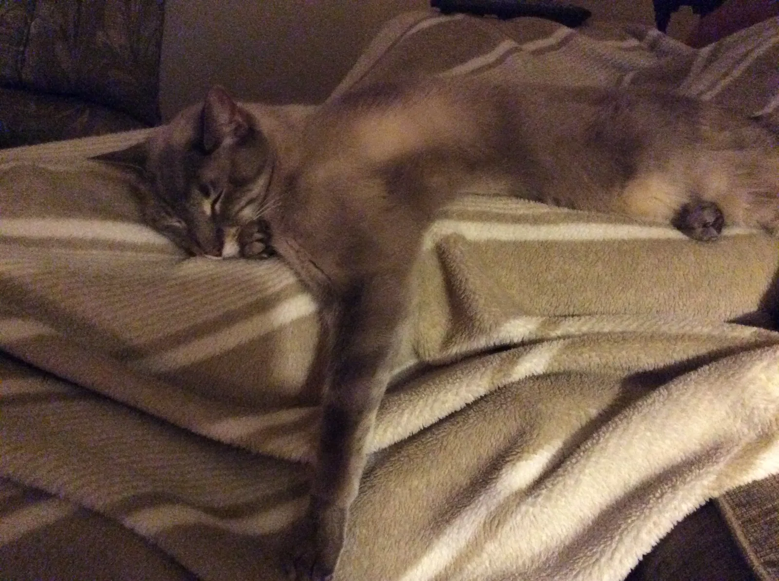 Lost cat in Lexington, KY, 40515