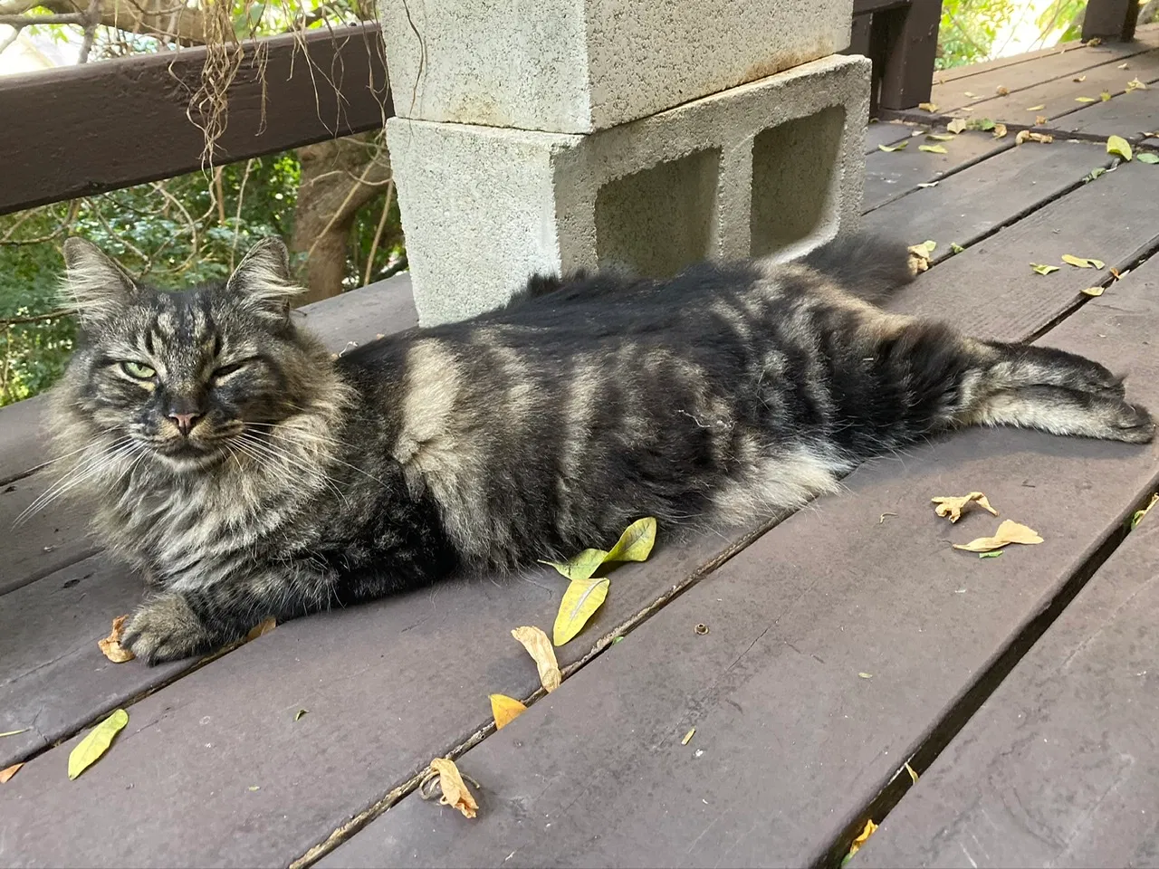 Lost cat in Honolulu, HI, 96817
