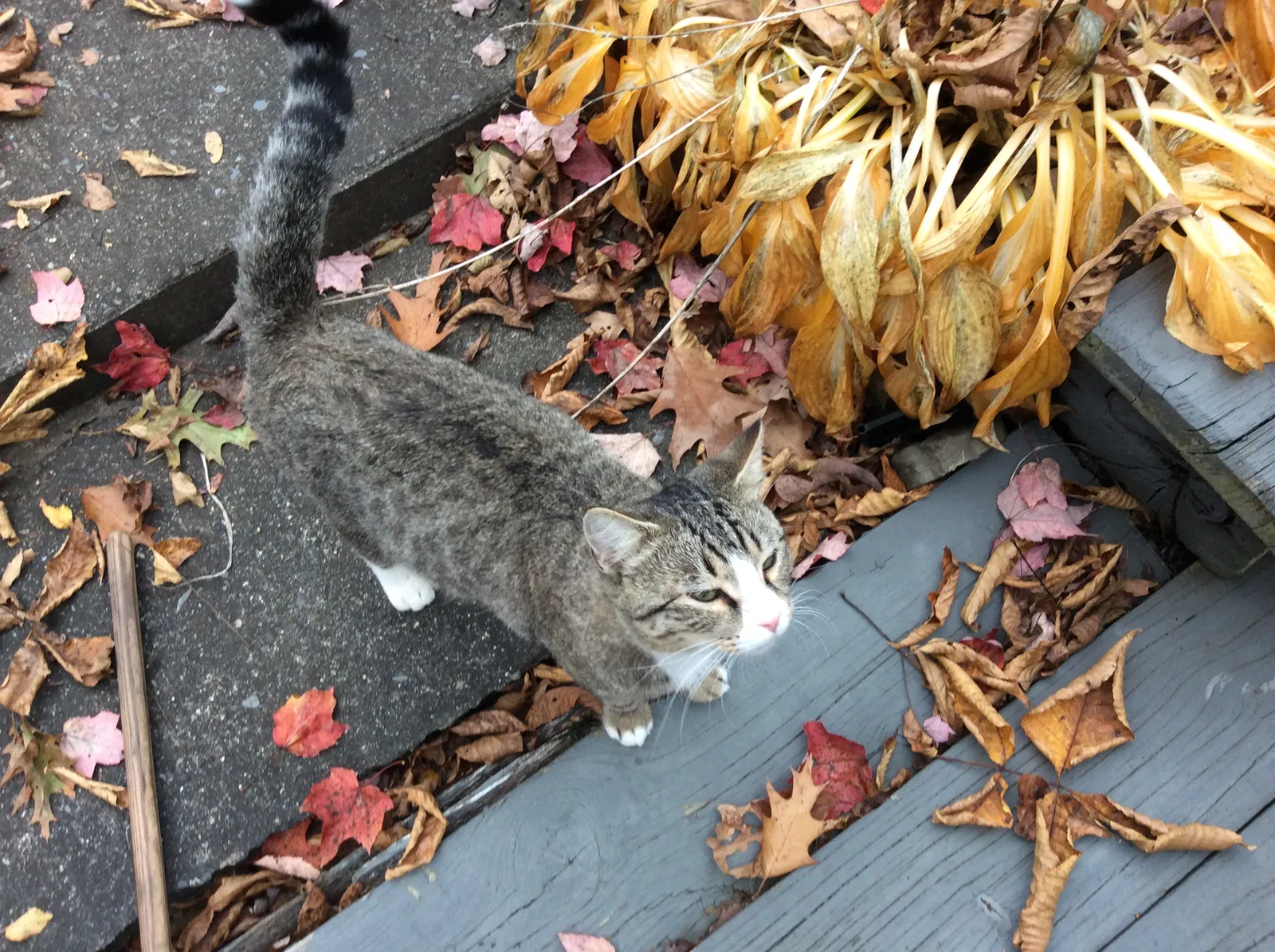 Lost cat in Hunt, NY, 14846