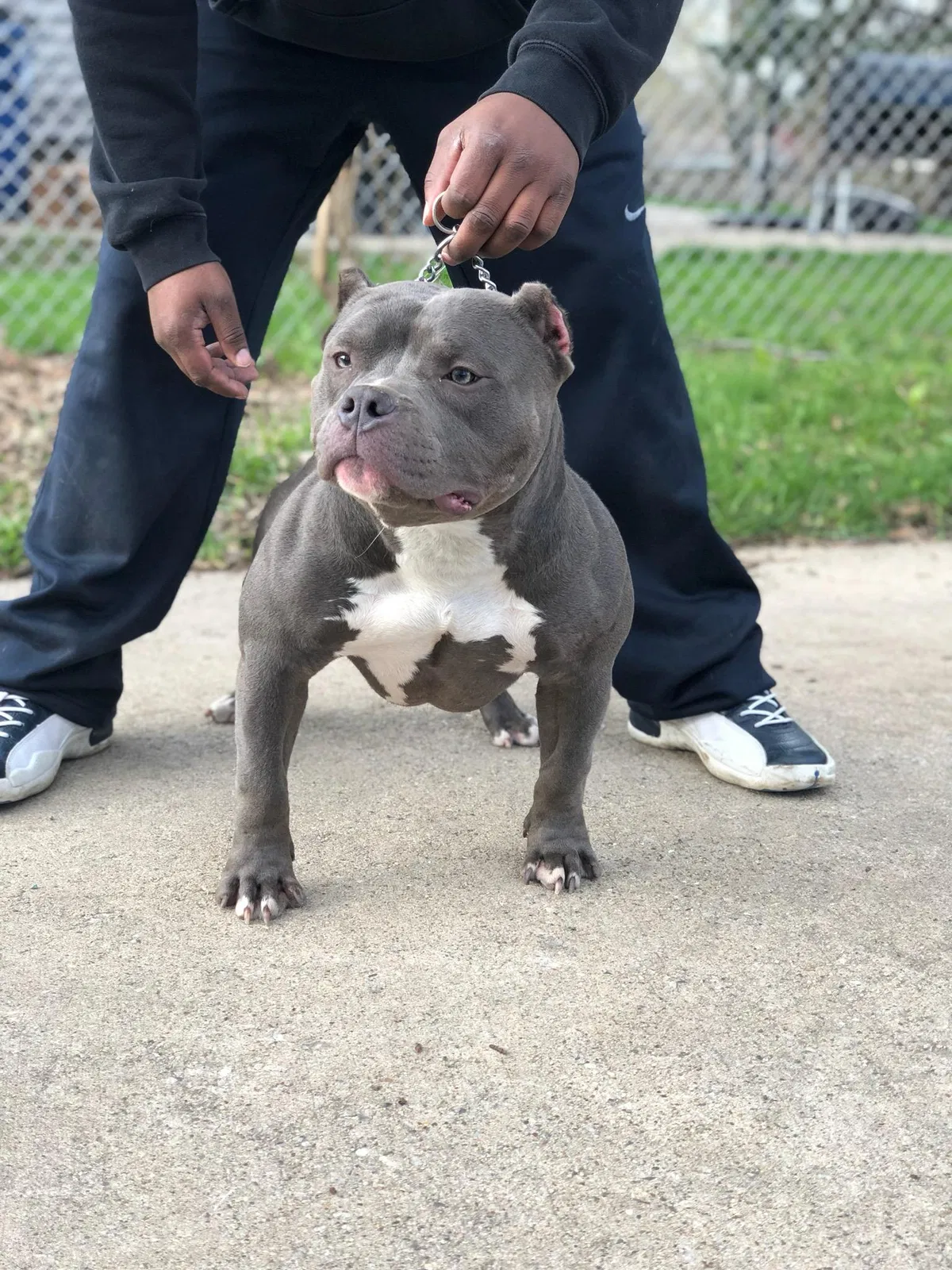 Lost dog in Racine, WI, 53403