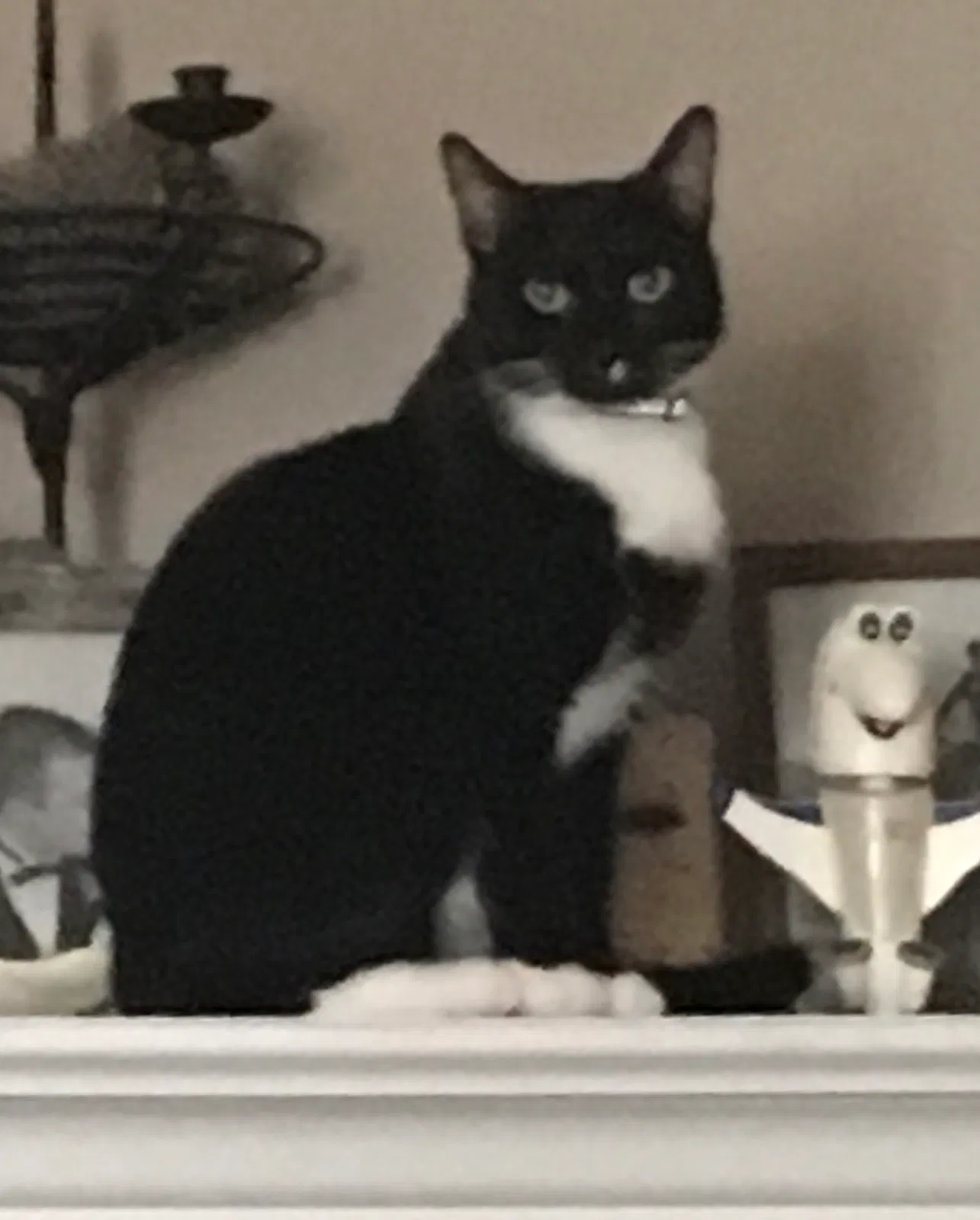 Lost cat in Hebron, KY, 41048