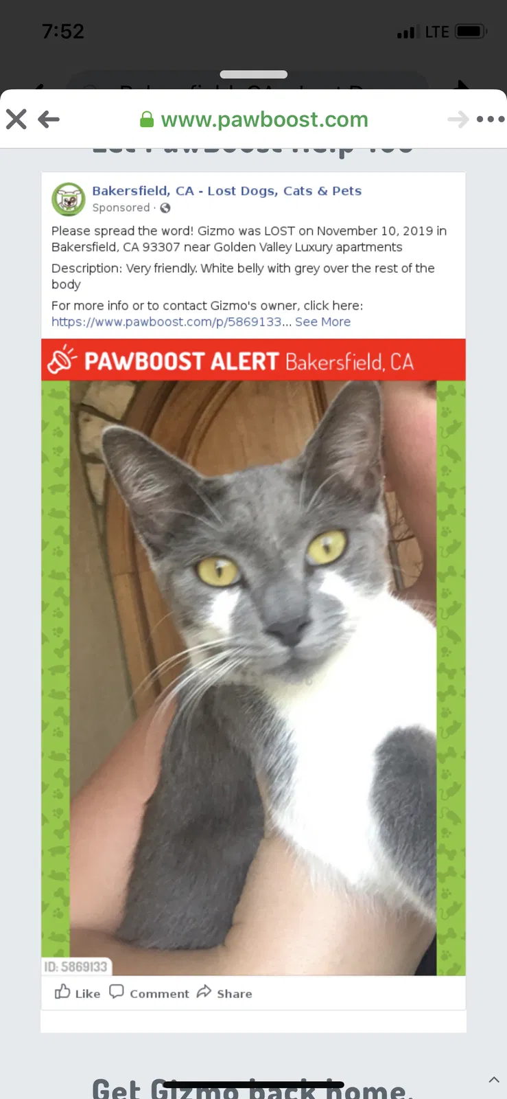 Lost cat in Bakersfield, CA, 93307