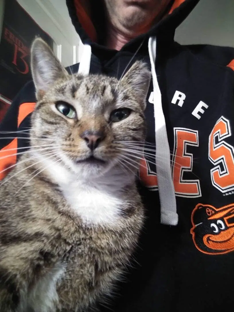Lost cat in Taneytown, MD, 21787