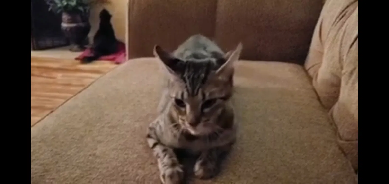 Lost cat in League City, TX, 77573
