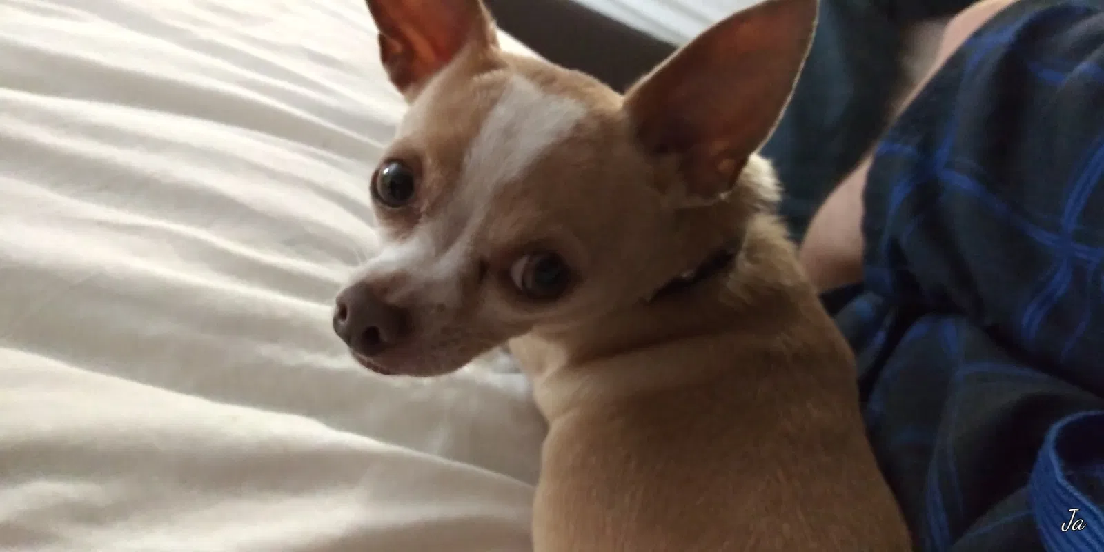 Lost dog in Columbus, OH, 43206