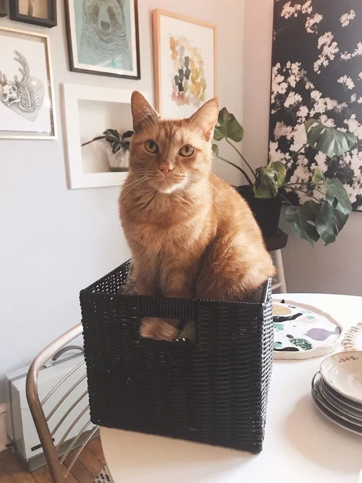 Lost cat in Knoxville, TN, 37914