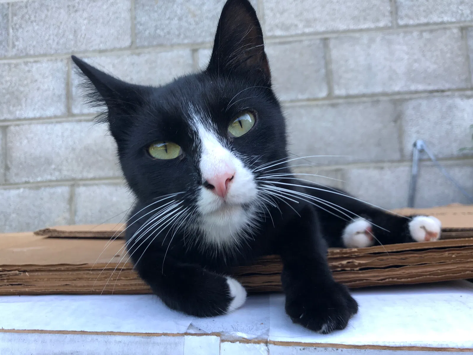 Lost cat in Cannon, KY, 40923