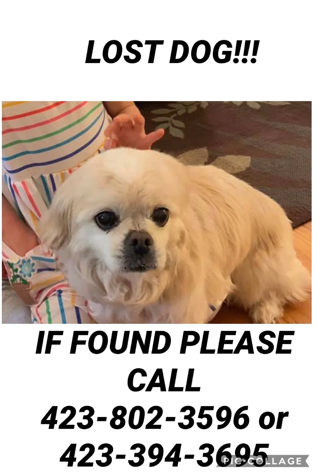 Lost dog in Trenton, GA, 30752