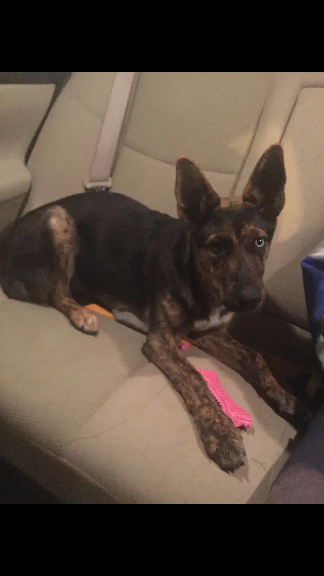 Lost dog in Colorado Springs, CO, 80908