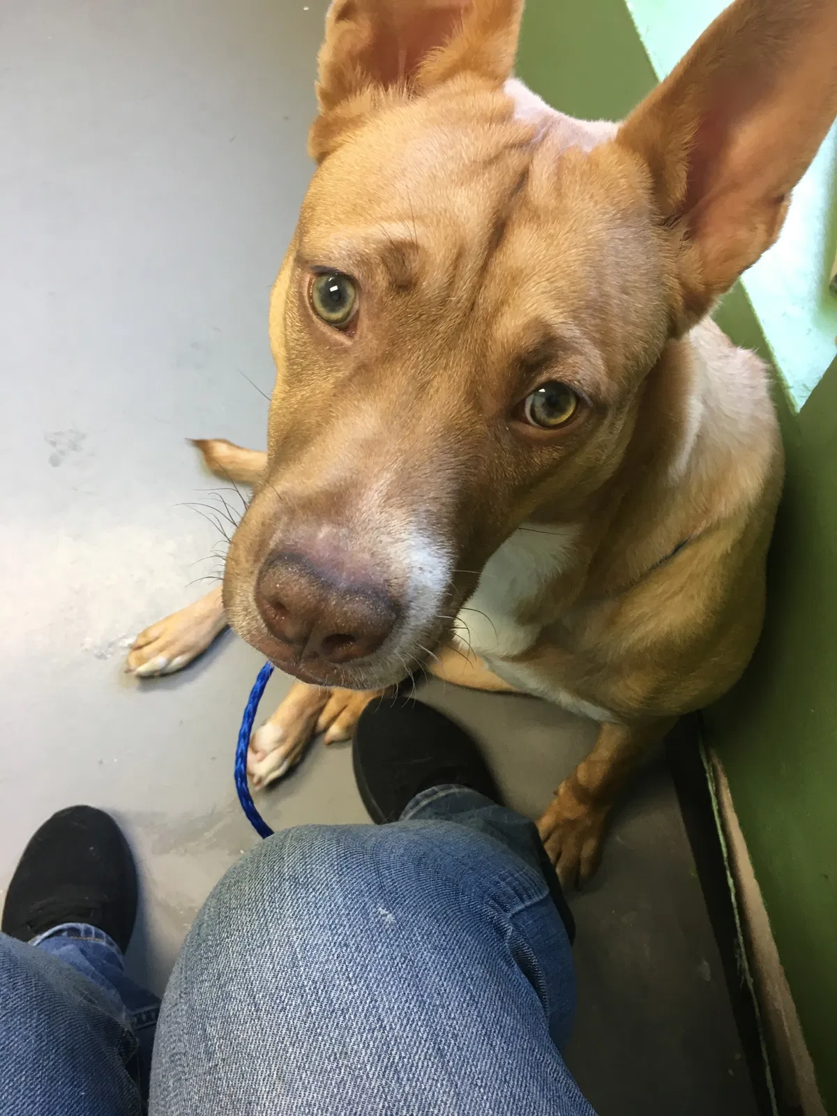 Lost dog in Wallace, SC, 29596