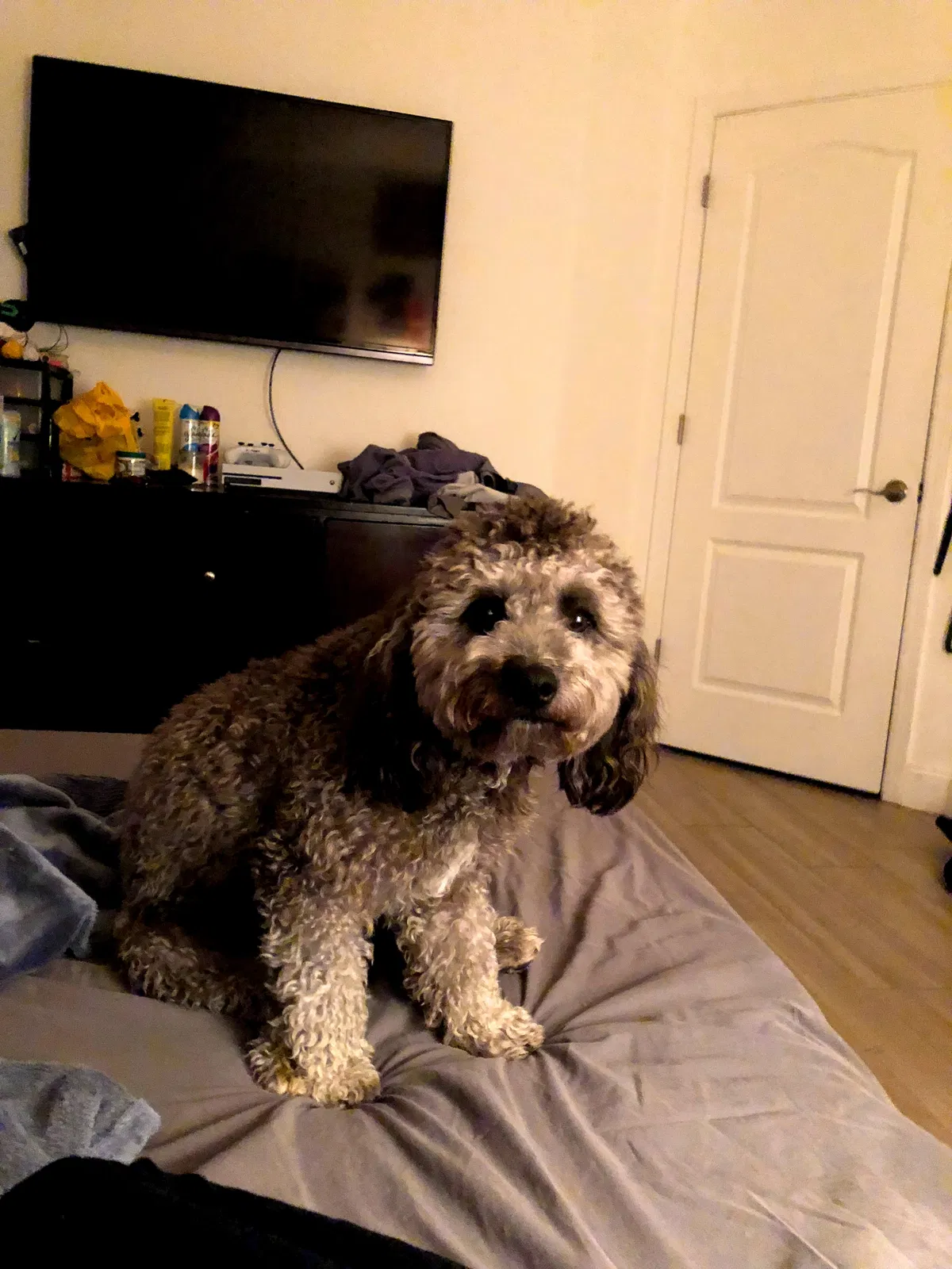 Lost dog in Phoenix, AZ, 85037