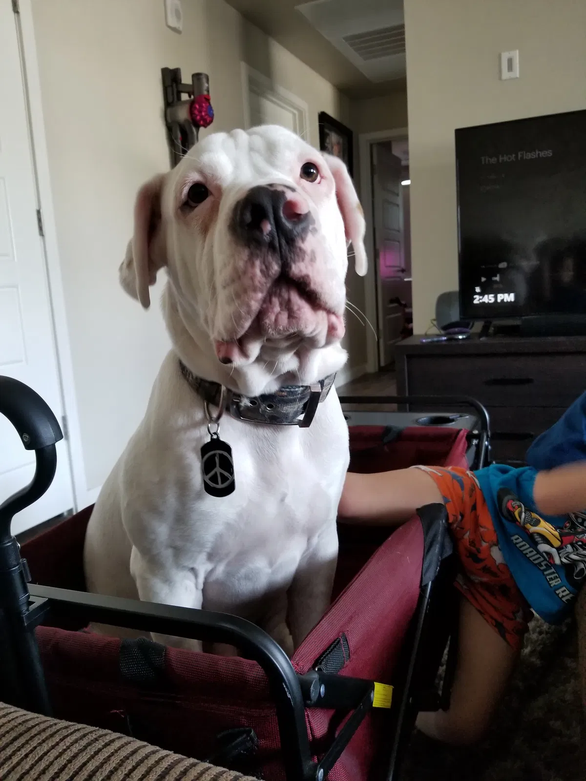 Lost dog in Glendale, AZ, 85306