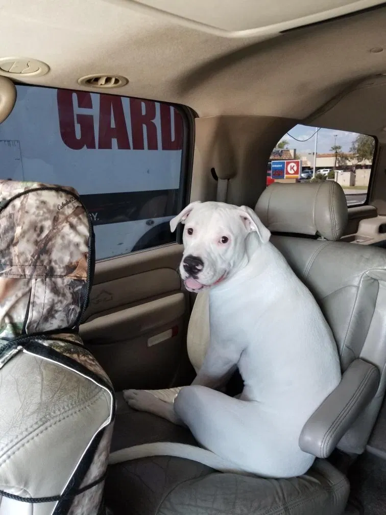 Lost dog in Glendale, AZ, 85306