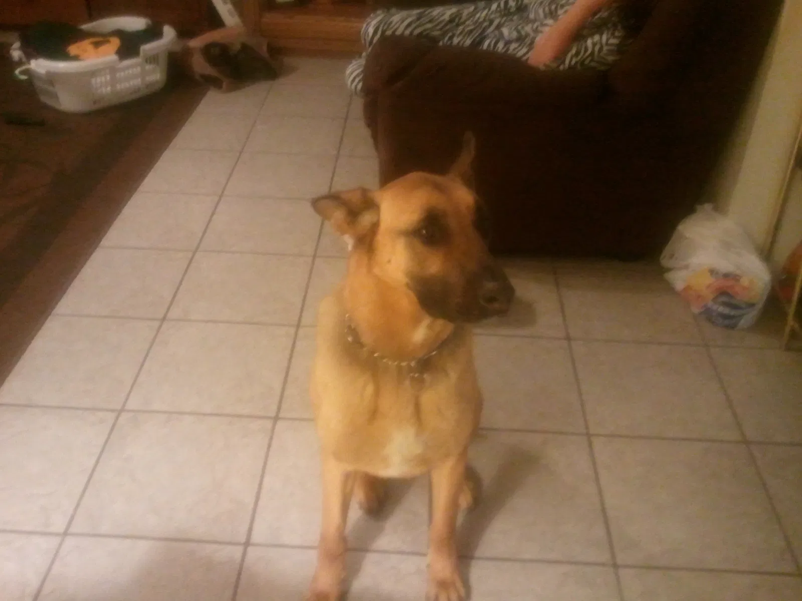 Lost dog in Albuquerque, NM, 87105