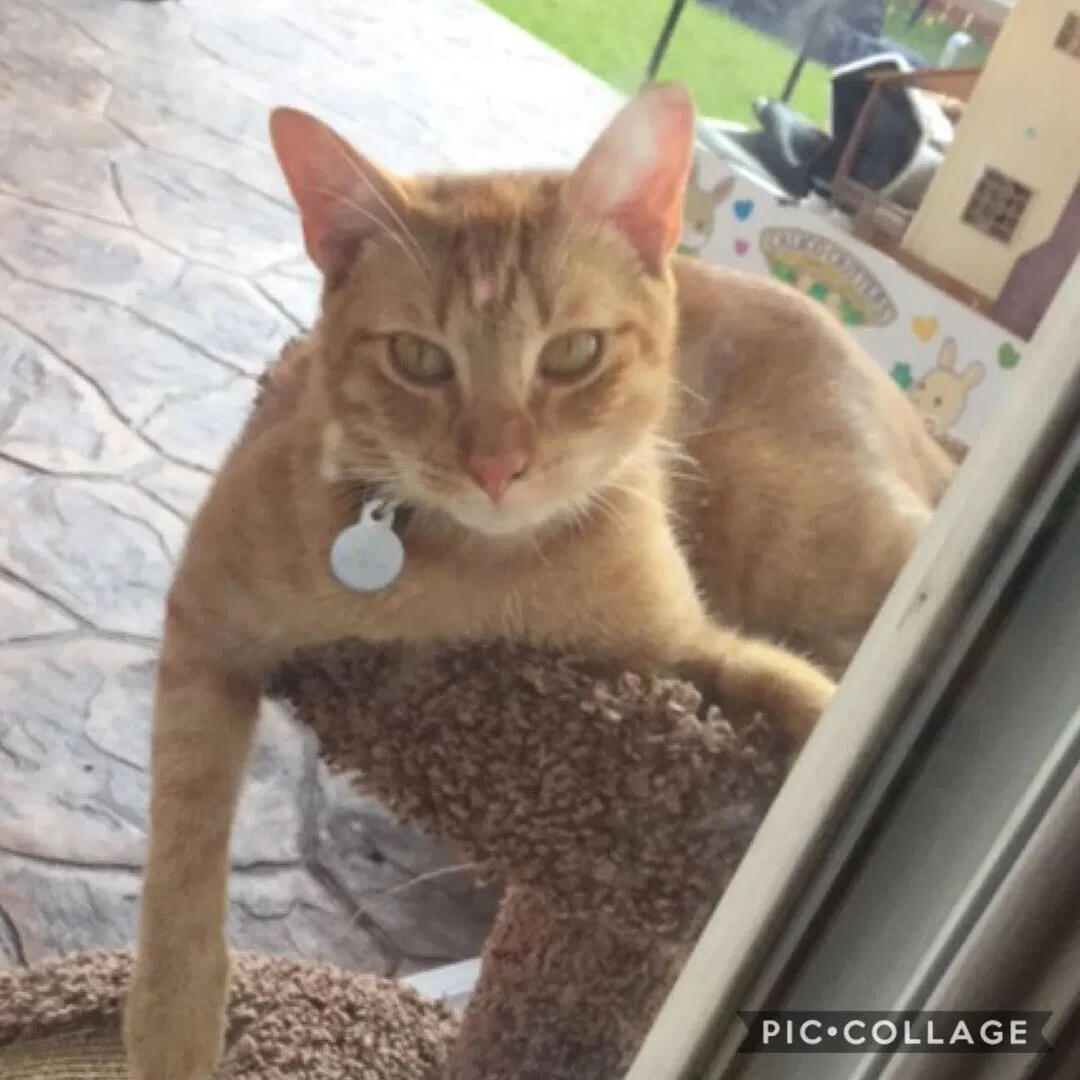 Lost cat in Richmond, TX, 77469