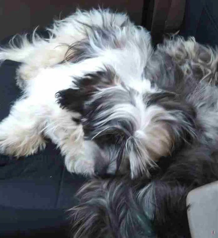 Lost dog in Farmersville, TX, 75442