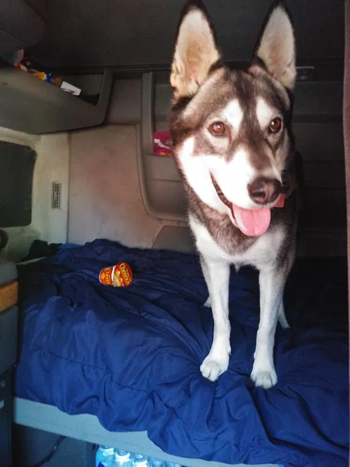 Lost dog in Modesto, CA, 95351