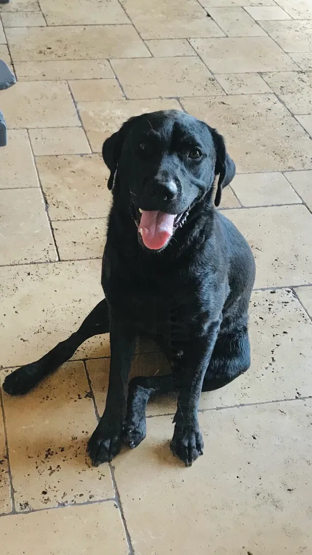 Lost dog in Lafayette, LA, 70503