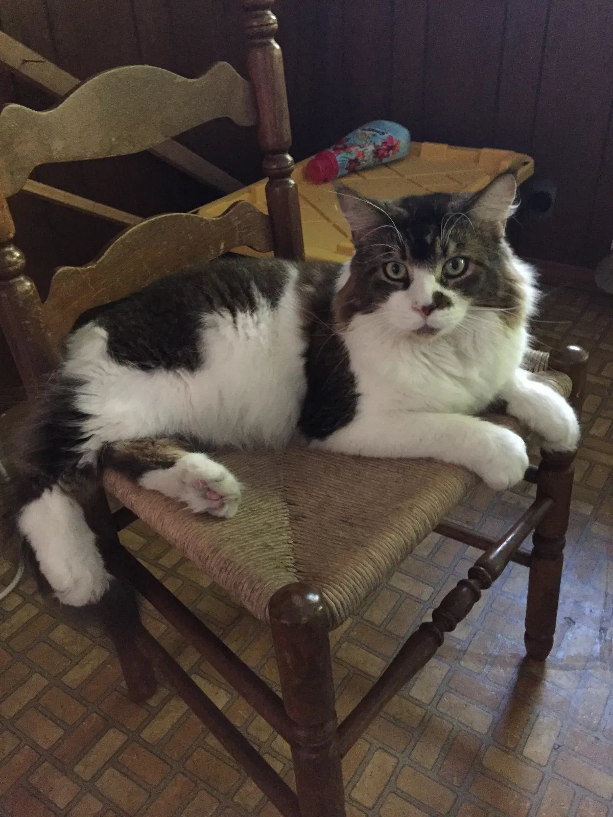 Lost cat in Knoxville, TN, 37912