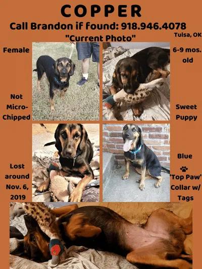 Lost dog in Tulsa, OK, 74145