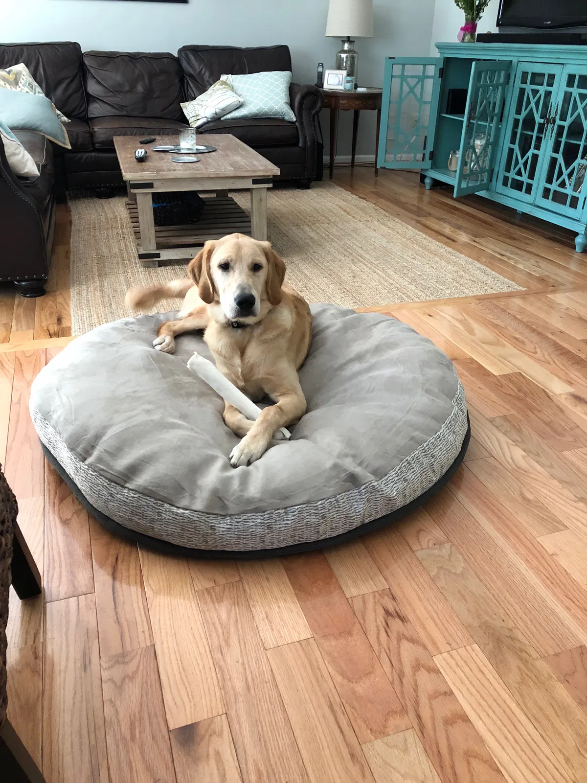Lost dog in Tucson, AZ, 85719