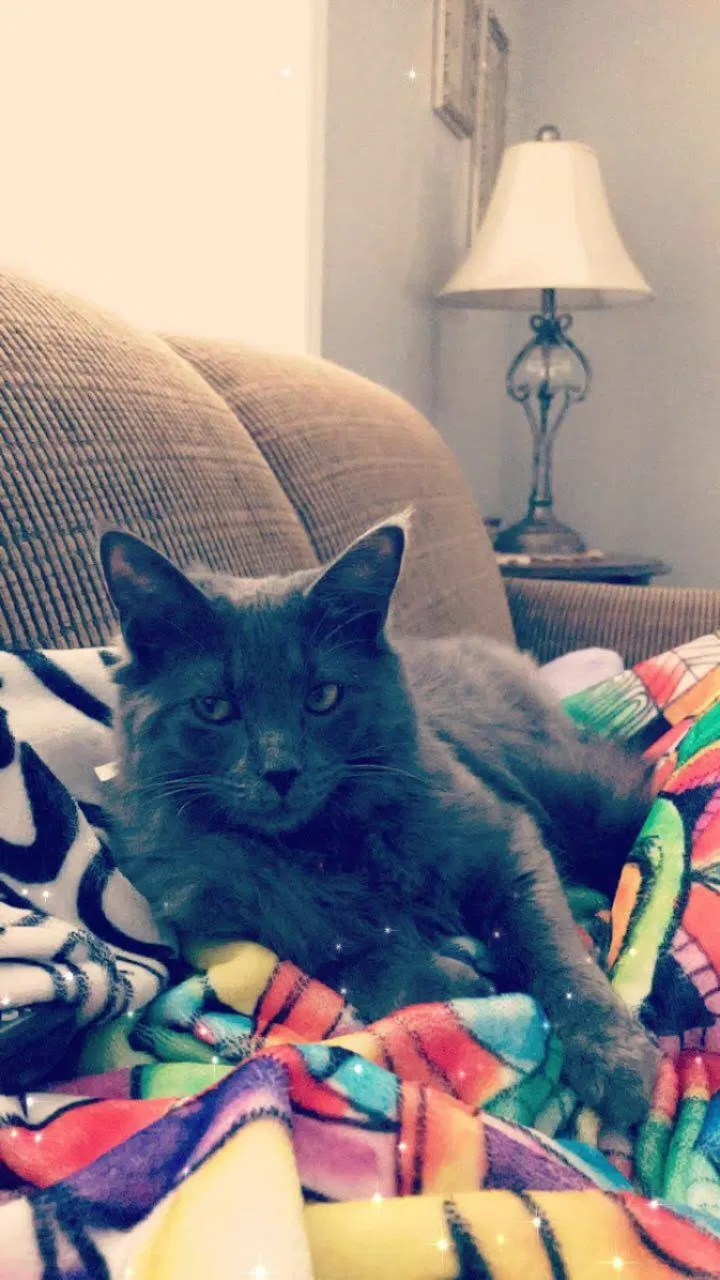 Lost cat in Knoxville, TN, 37909