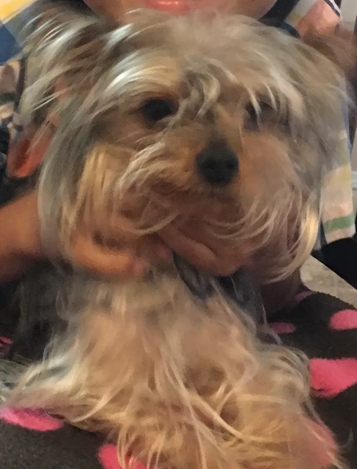 Lost dog in Albuquerque, NM, 87121