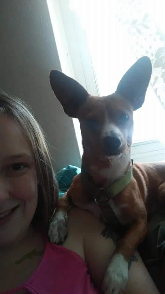 Lost dog in Danville, VA, 24541