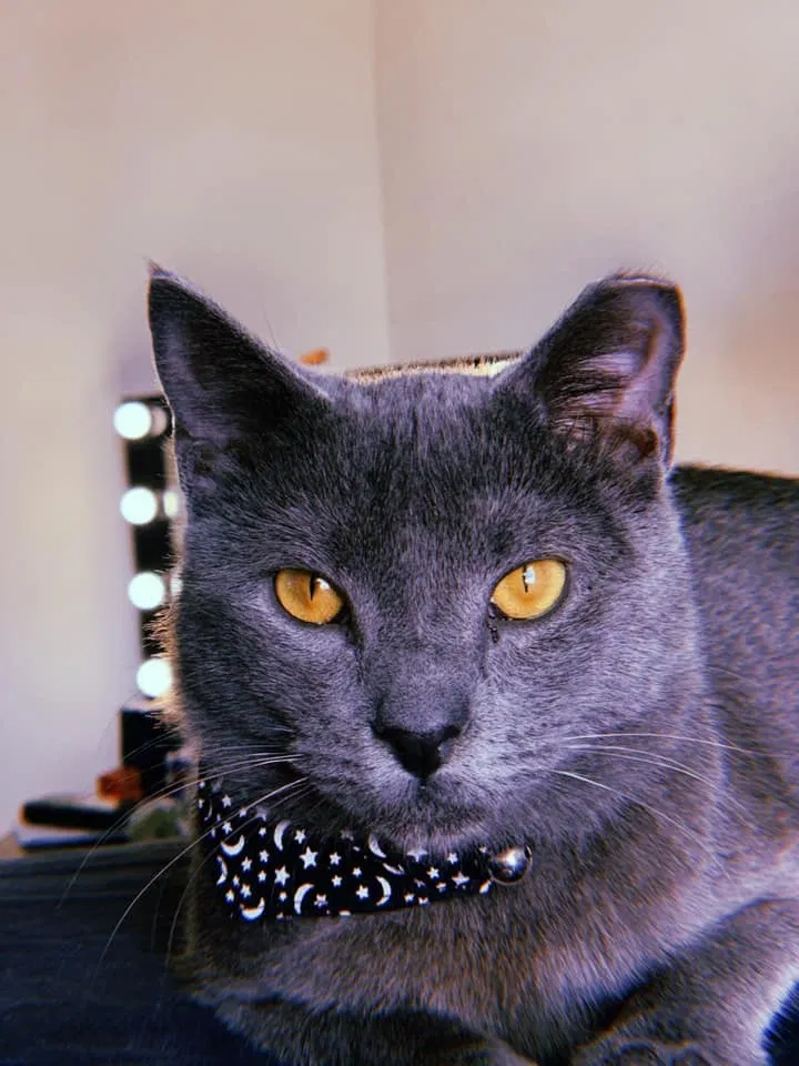 Lost cat in Hammond, LA, 70403