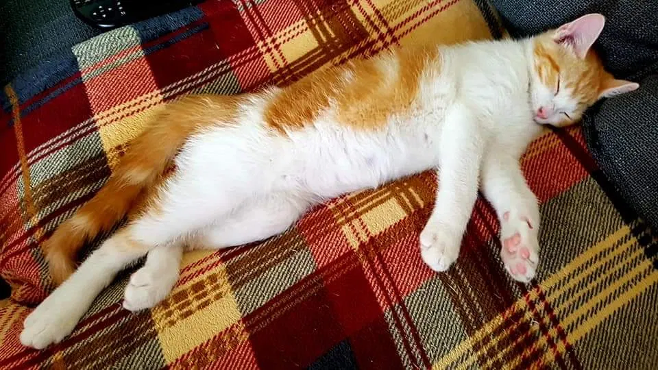 Lost cat in Unknown, OH, 0
