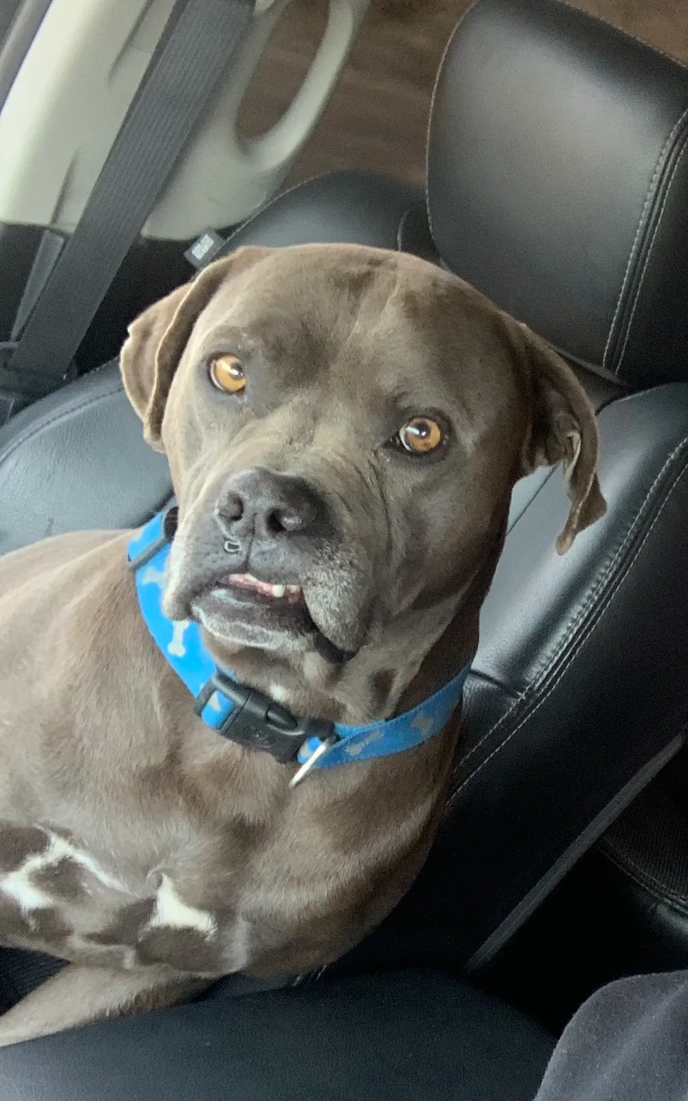 Lost dog in Midland, TX, 79706