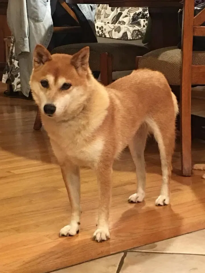 Lost dog in Woodridge, IL, 60517