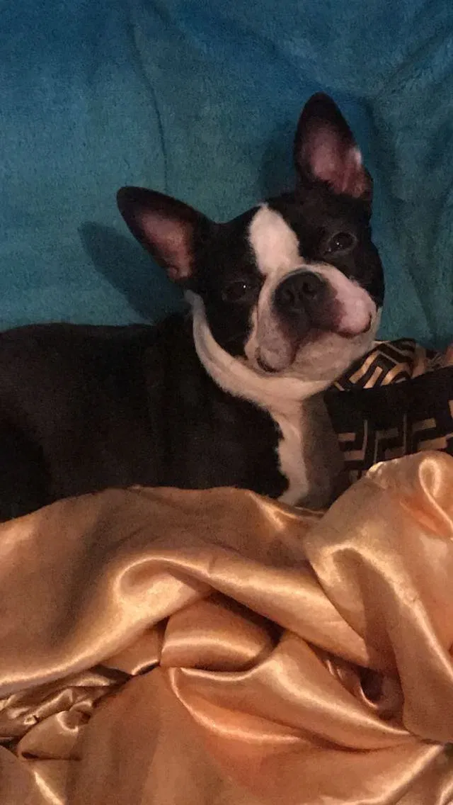 Lost dog in Corpus Christi, TX, 78413