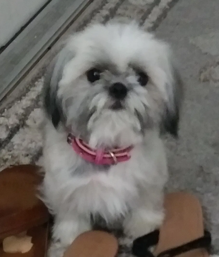 Lost dog in West Palm Beach, FL, 33406
