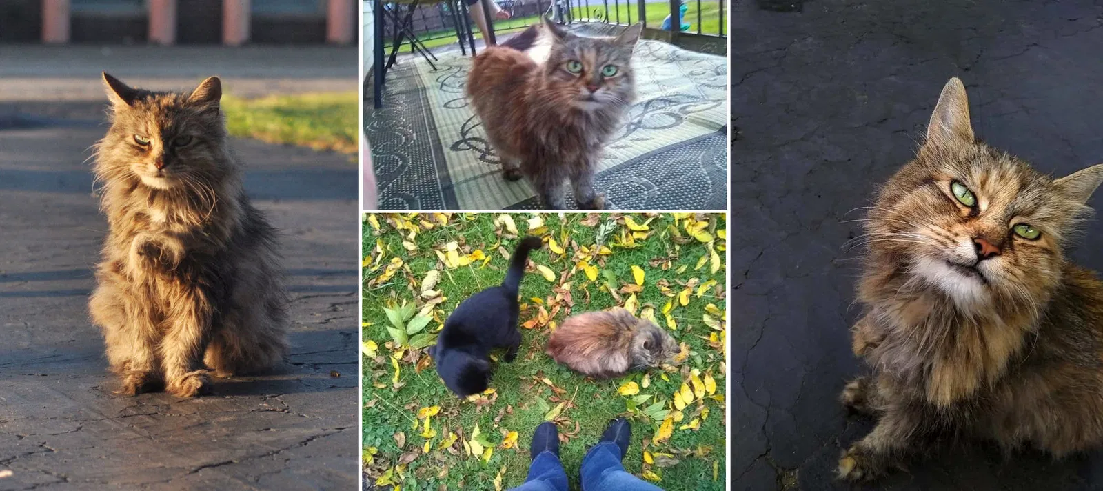 Lost cat in Niagara Falls, NY, 14305