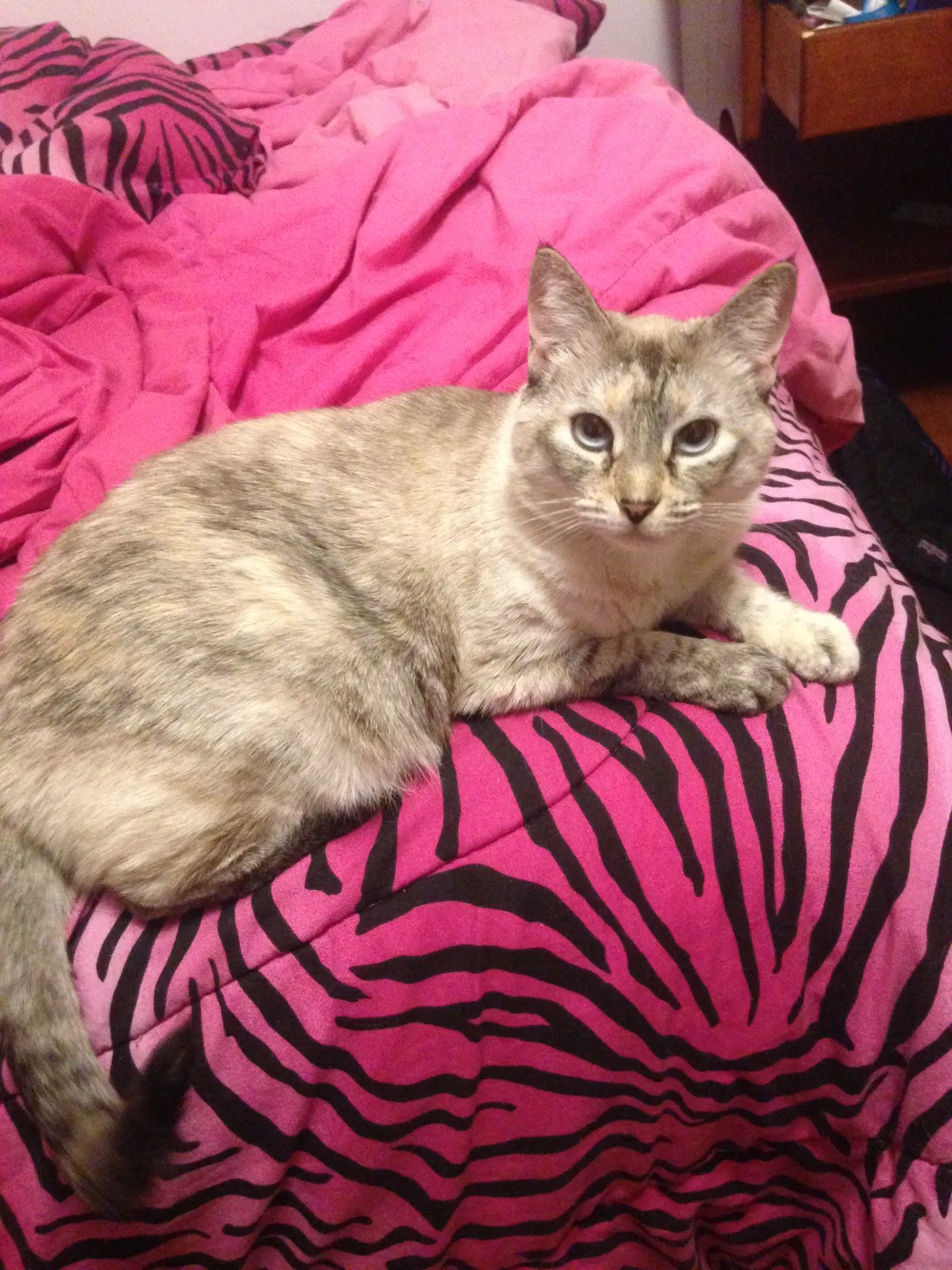 Lost cat in Worcester, MA, 1606