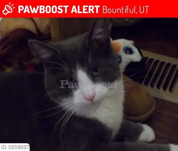 Lost cat in Bountiful, UT, 84010