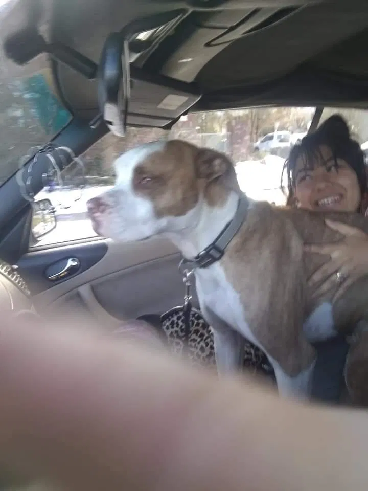 Lost dog in Denver, CO, 80233