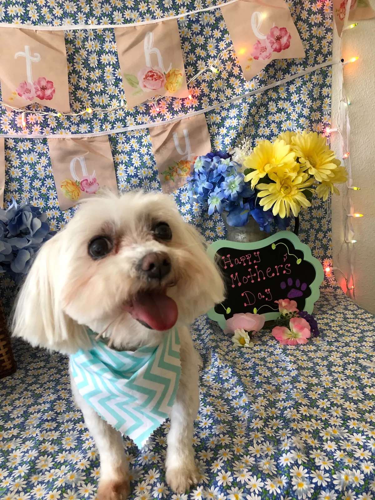 Lost dog in Atwater, CA, 95301