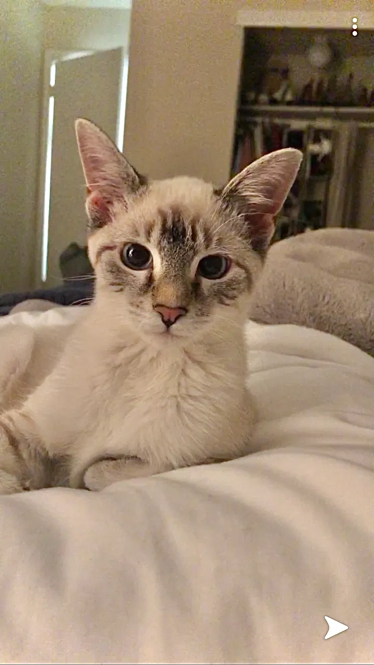 Lost cat in Chelsea, AL, 35043