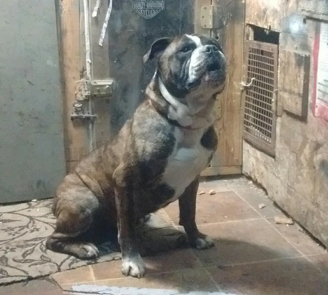 Lost dog in Des Moines, IA, 50316