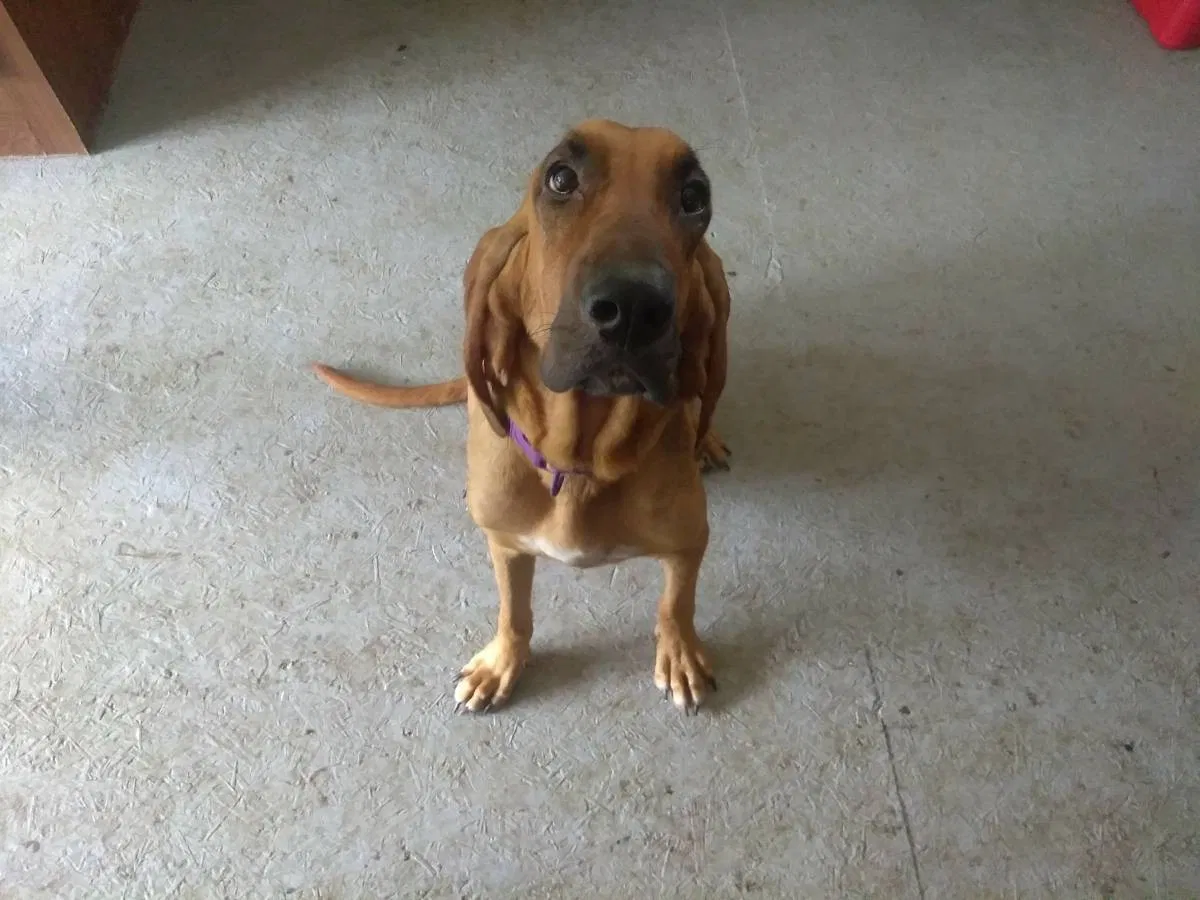 Lost dog in Cosby, TN, 37722