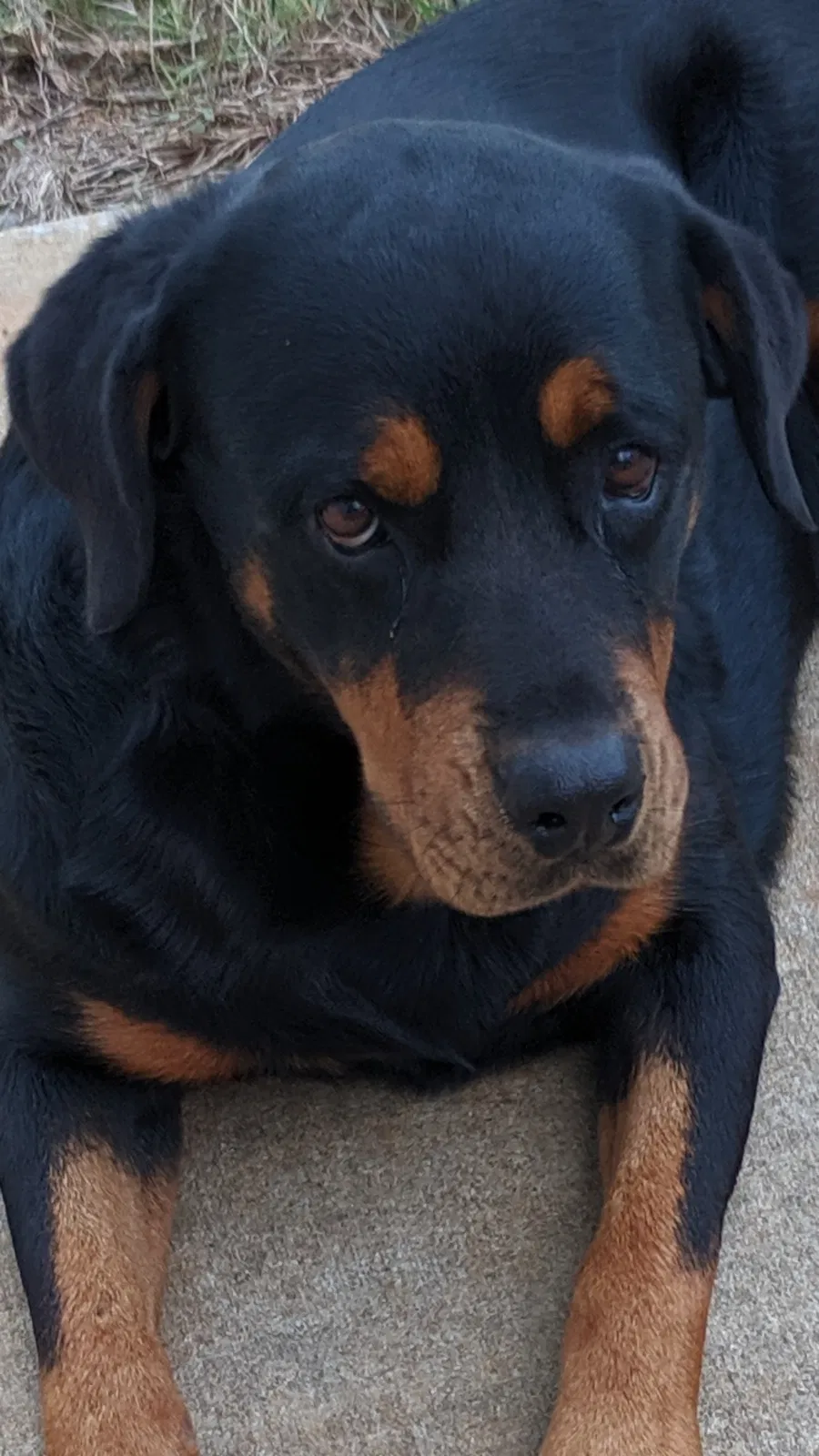 Found dog in Hartford, AL, 36344