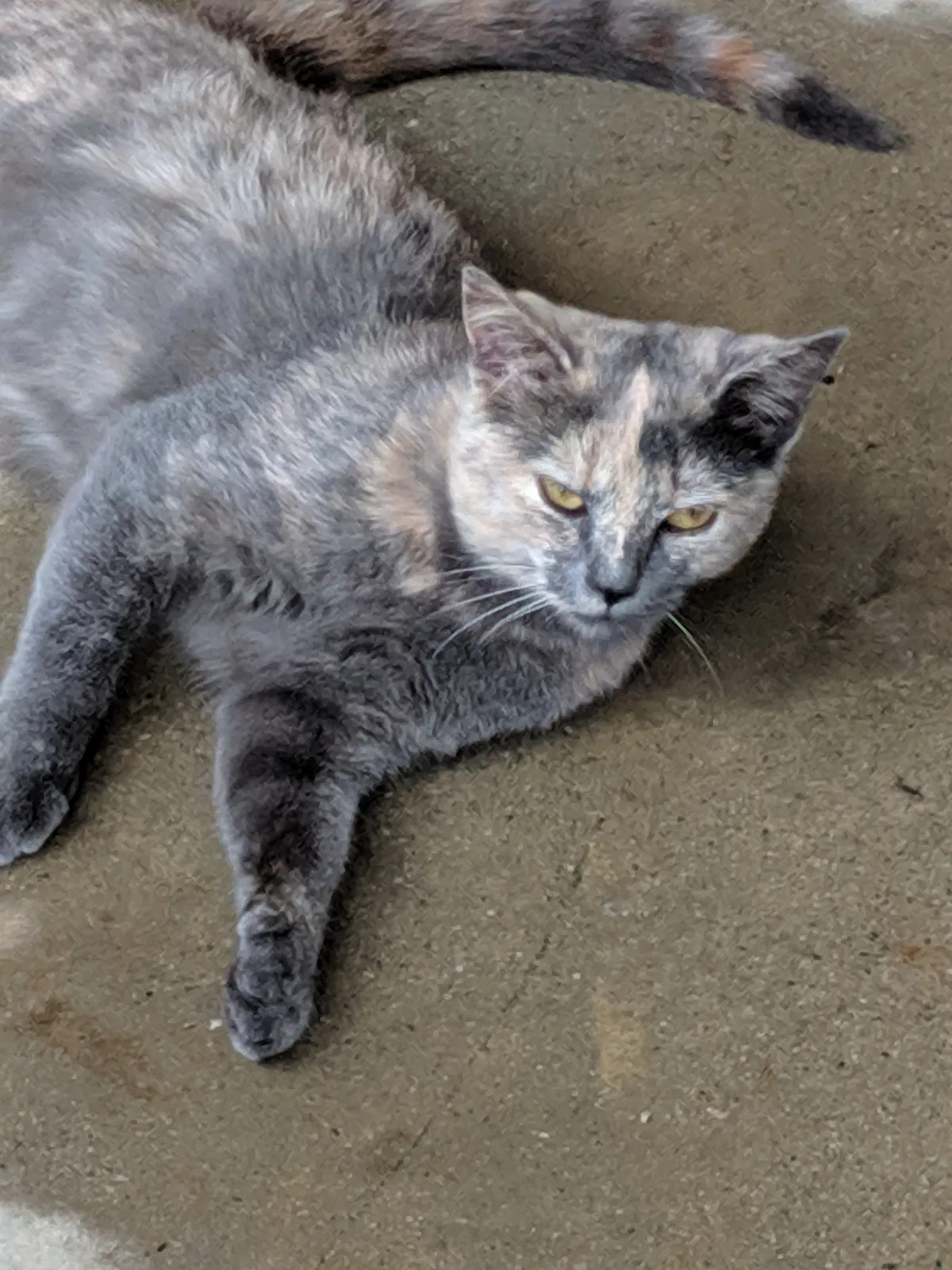 Lost cat in Hardy, VA, 24101