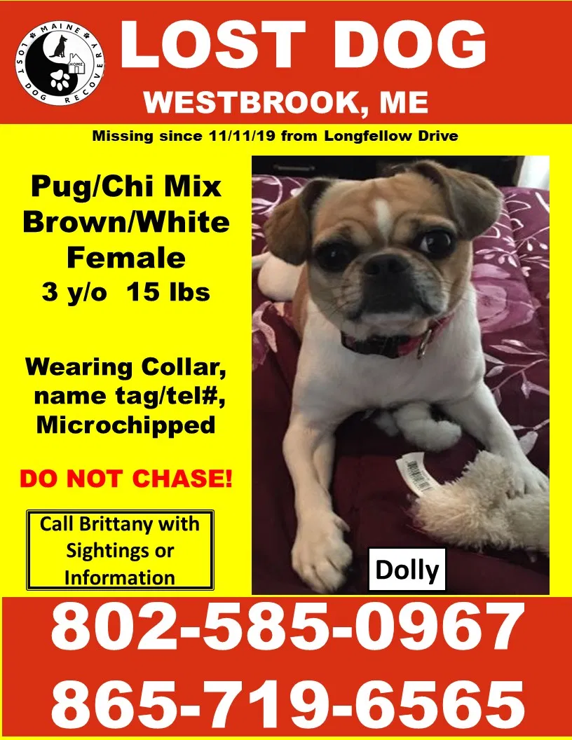 Lost dog in Westbrook, ME, 4092