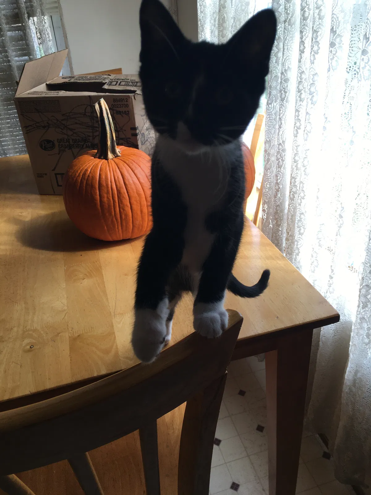 Lost cat in Thomasville, PA, 17364