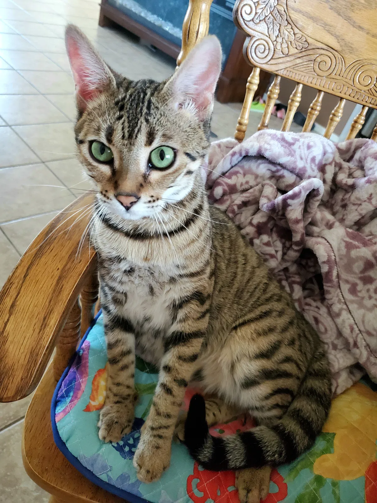Lost cat in Maricopa, AZ, 85138